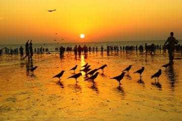 Sun setting behind people and birds on a beach.