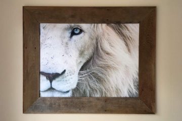 Photo of white lion hanging on wall.
