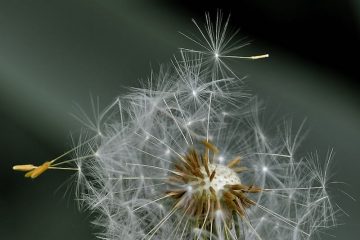 Dandelion releasing seeds in wind