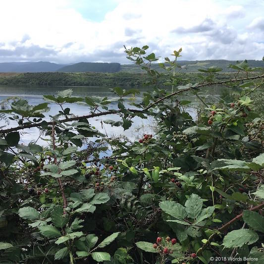 Wild Blackberries beside Lake Maraetai